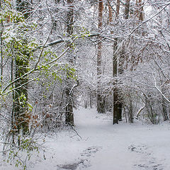 photo "First snow"