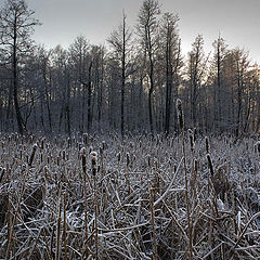 photo "Winter bog"