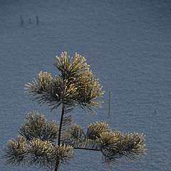 photo "Forest Snow-maiden"