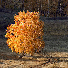 фото "Золотой шар кроны"