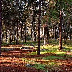 photo "Ben Shemen Forest Panoramic View"