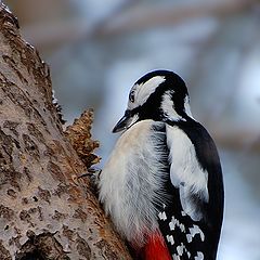 photo "Dinner of a motley woodpecker"