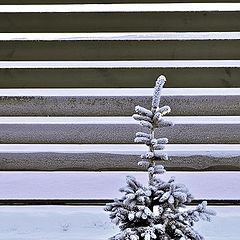 photo "Little fir at cold winter"