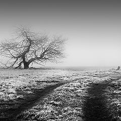 photo "braving the elements"