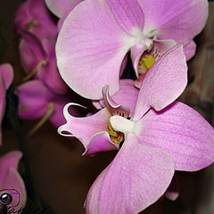 photo "orchid"