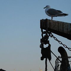 photo "the sentinel"