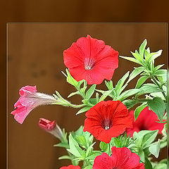 photo "Red Flowers"