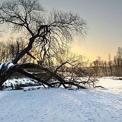 фото "Старая ветла"