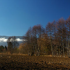 photo "The field"