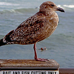 photo "Sea Gull"