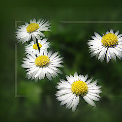 photo "Daisies"