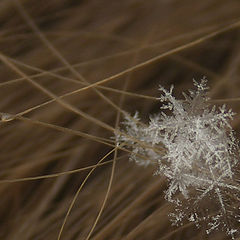 photo "Winter Hair-pins"