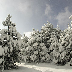 photo "Silent Flakes"