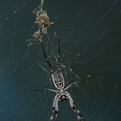 photo "Spider's world"