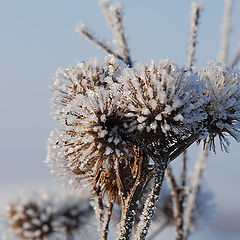 фото "Репейник"