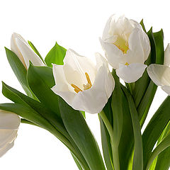 photo "White Tulip"