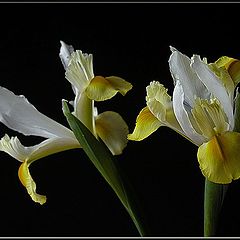 photo "spring yellow flag iris"