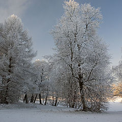 photo "Fluffy winter"