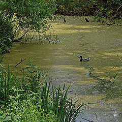 photo "Old pond"
