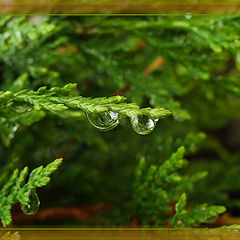 фото "Raindrops"