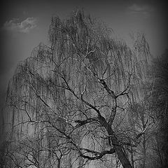 photo "***"