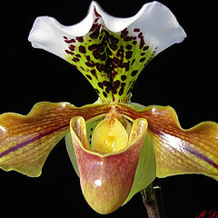 фото "Paphiopedilum"