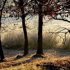 фото "frozen morning"