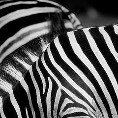 photo "white stripes"