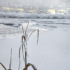 photo "Persistence"