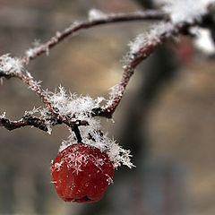 фото "Winter..."