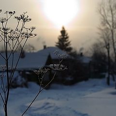 фото "Рождественская открытка"