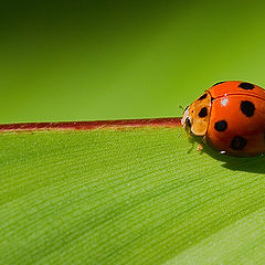 photo "Red thread..."