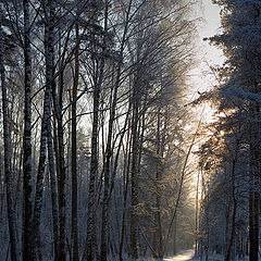 photo "Solar track"