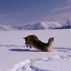 фото "Chasing a field mouse"