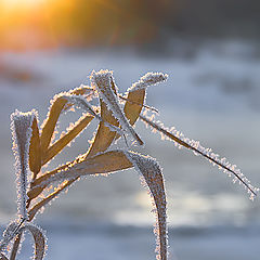 photo "Cold ornaments"