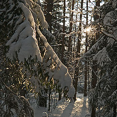 photo "At last snow and sun"