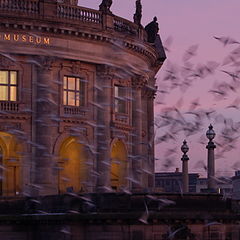 фото "Birds of Berlin"