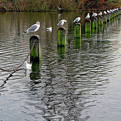 photo "Gull waiting for the place"