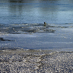 photo "Snow bank"