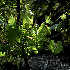 photo "The wood sun"