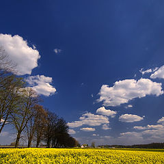 photo "remembering the spring..."