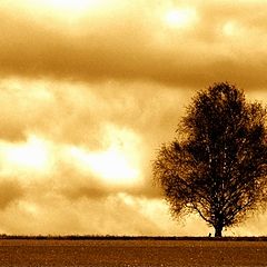 фото "lonely birch on the hochrhoen"