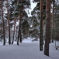 photo "After Snowfall"