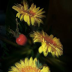 photo "Yellow Gerberas"