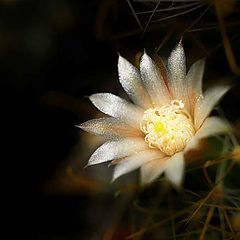 photo "cactus"