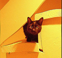 фото "Cat on steps"