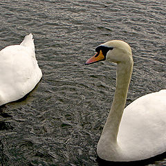 photo "The Swans"