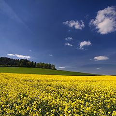 photo "golden fields..."