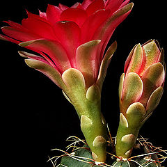 фото "Gymnocalycium baldianum."