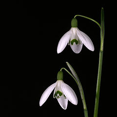 photo "Galanthus nivalis L"